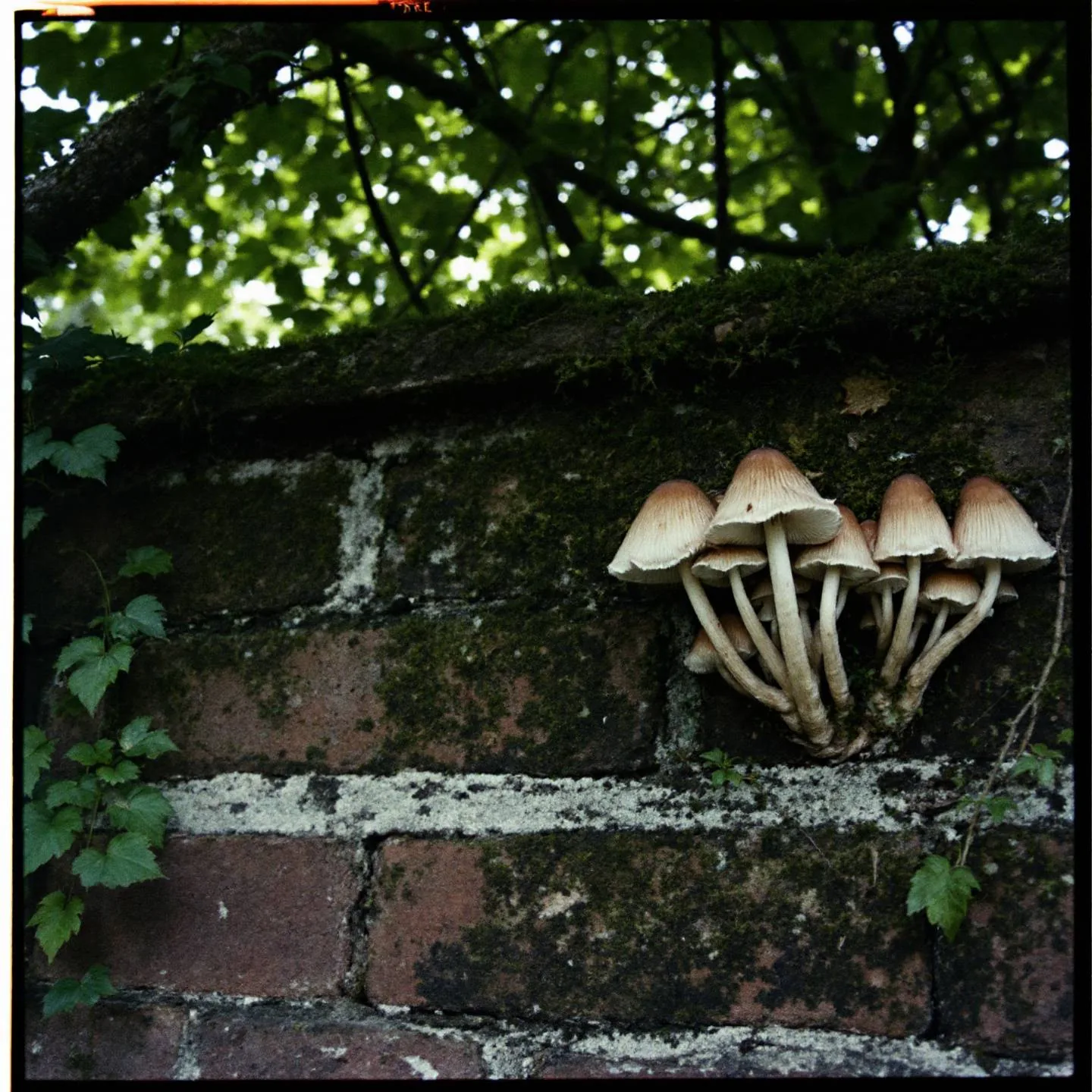 Traiter les champignons sur les murs