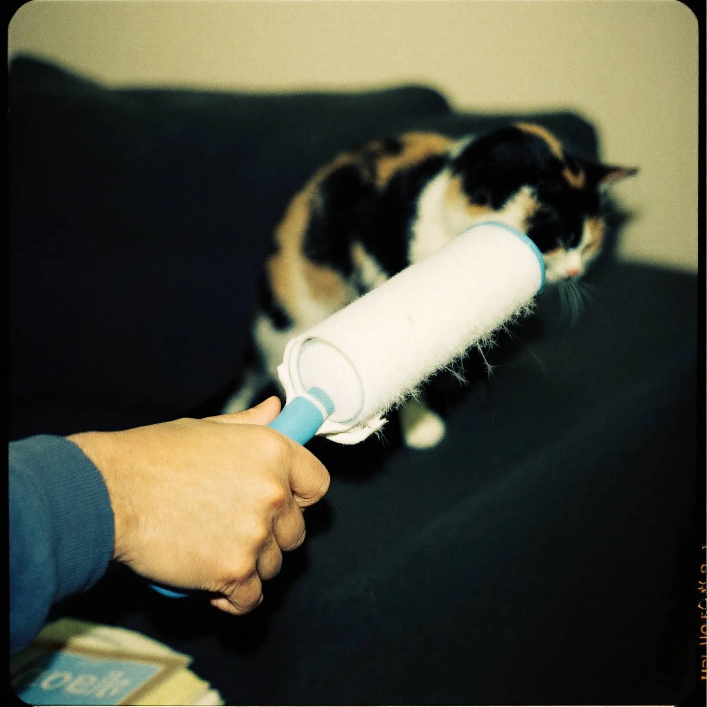 Enlever les poils de chat