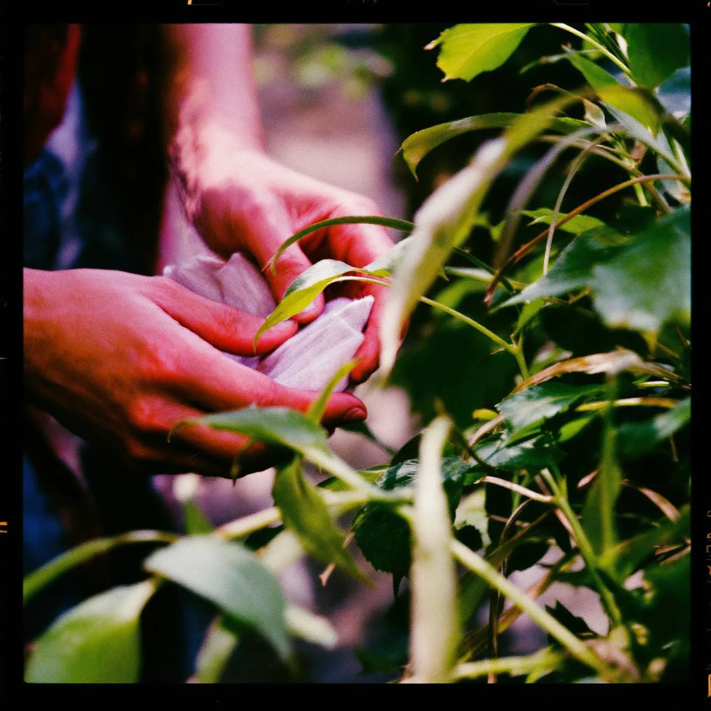 Nettoyer les feuilles des plantes vertes