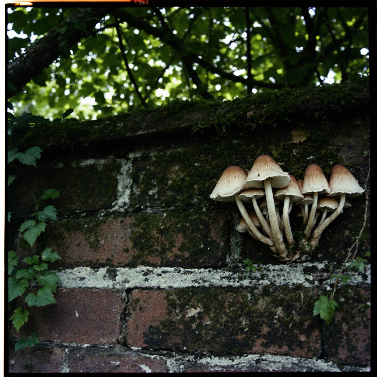 éliminer champignon sur les murs