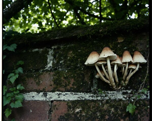 éliminer champignon sur les murs