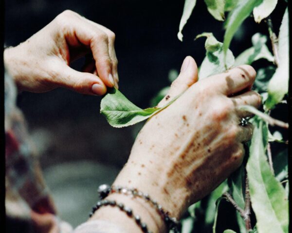 comment nettoyer feuilles plante