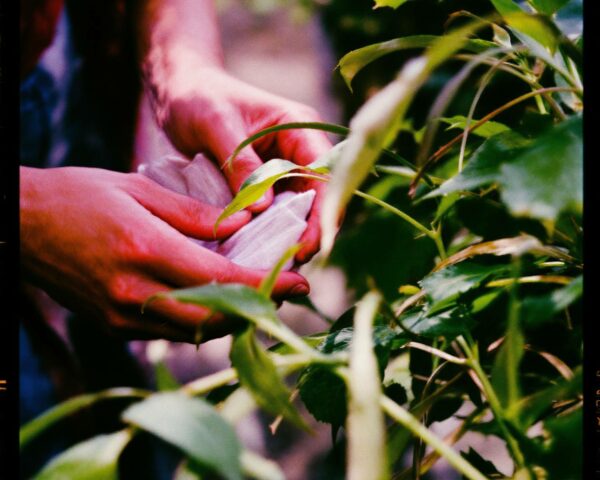 comment nettoyer les feuilles des plantes​ vertes